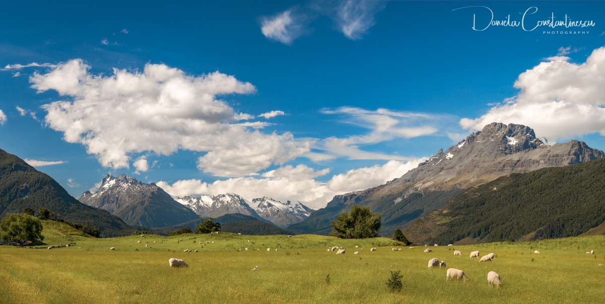 New Zealand Pastoral Landscape Scenery